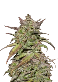 FBS10F9023 - FAST BUDS - SMOOTHIE AUTO | 10 SEMILLAS