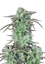 FBS03F9045 - FAST BUDS - STRAWBERRY BANANA AUTO FEM | 3 SEMILLAS