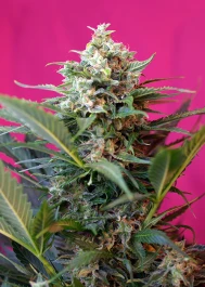SWABDXL3 - SWEET SEEDS - BIG DEVIL XL AUTO® FEM (SWS28) | 3+1 SEMILLAS