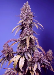 SWFVBM003 - SWEET SEEDS - BLACK MUFFIN F1 FAST VERSION® FEM (SWS111) | 3+1 SEMILLAS