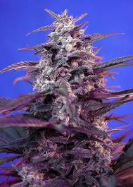 SWABS3 - SWEET SEEDS - BLOODY SKUNK AUTO® FEM (SWS44) | 3+1 SEMILLAS