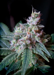 SWFVCC5 - SWEET SEEDS - CREMA CARAMELO F1 FAST VERSION® FEM (SWS40) | 5+2 SEMILLAS