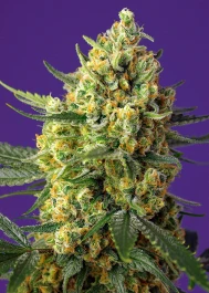 SWCRCXLAP100 - SWEET SEEDS - CRYSTAL CANDY XL AUTO® FEM (SWS87) | 100 SEMILLAS