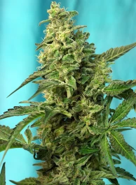 SWGPFV100 - SWEET SEEDS - GREEN POISON F1 FAST VERSION® FEM (SWS41) | 100 SEMILLAS