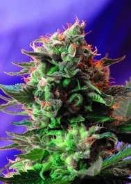 JK5 - SWEET SEEDS - JACK 47® FEM (SWS08) | 5+2 SEMILLAS