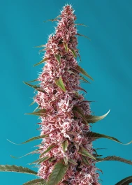 SWRPACP5 - SWEET SEEDS - RED PURE AUTO CBD® FEM (SWRPACP5) | 5+2 SEMILLAS