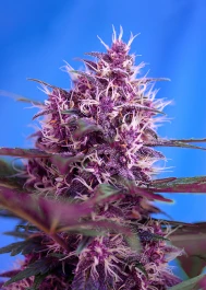 SWARP100 - SWEET SEEDS - RED POISON AUTO® FEM (SWS39) | 100 SEMILLAS
