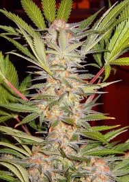 SWFVS5 - SWEET SEEDS - S.A.D. SWEET AFGANI DELICIOUS F1 FAST VERSION® FEM (SWS53) | 5+2 SEMILLAS