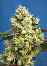 SWSGA5 - SWEET SEEDS - SWEET ICE CREAM AUTO FEM® (SWS76) | 5+2 SEMILLAS