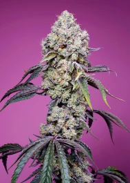 SWSMZF1FV100 - SWEET SEEDS - MANDARINA DULCE ZKITTLEZ F1 FAST VERSION® FEM (SWS105) | 100 SEMILLAS