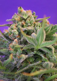 SWFVSC25 - SWEET SEEDS - SWEET CHEESE F1 FAST VERSION® FEM (SWS42) | 25 SEMILLAS