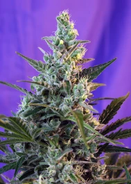 SWFVSS100 - SWEET SEEDS - SWEET SKUNK F1 FAST VERSION® FEM (SWS54) | 100 SEMILLAS