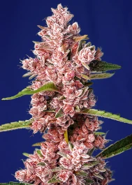 SWTPFVP100 - SWEET SEEDS - TROPICANNA POISON F1 FAST VERSION® FEM (SWS585) | 100 SEMILLAS