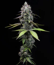 BF2008710 - BARNEY'S FARM - ZOAP FEM | 10 SEMILLAS