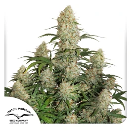 DP991002 - DUTCH PASSION - AUTO CRITICAL ORANGE PUNCH FEM | 100 SEMILLAS