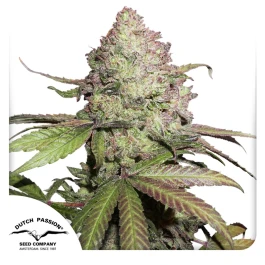 DP9872 - DUTCH PASSION - CBD AUTO CHARLOTTE'S ANGEL® FEM | 7 SEMILLAS
