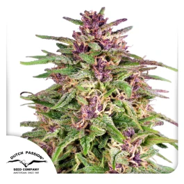 DP0532 - DUTCH PASSION - FRISIAN DEW FEM | 3 SEMILLAS