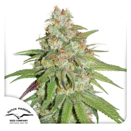 DP8732 - DUTCH PASSION - GLUEBERRY OG FEM | 3 SEMILLAS