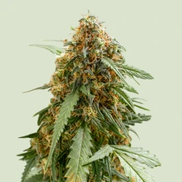RQSAUTSQ003 - ROYAL QUEEN SEEDS - STICKY QUEEN AUTO FEM | 3 SEMILLAS