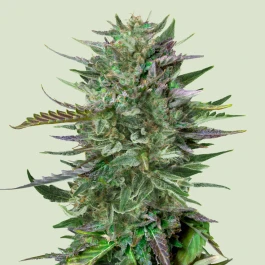 RQSFEMDSD003 - ROYAL QUEEN SEEDS - DO-SI-DOS FEM | 3 SEMILLAS