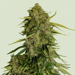 RQSF!AUTAT001 - ROYAL QUEEN SEEDS - ATLAS F1 AUTOFLORECIENTE | 1 SEMILLA