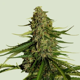 RQSF1AUTGA001 - ROYAL QUEEN SEEDS - GAIA F1 AUTOFLORECIENTE | 1 SEMILLA