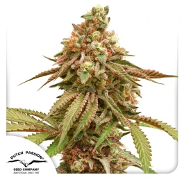 DP13012 - DUTCH PASSION - TROPICAL TANGIE FEM | 1 SEMILLA Disponible hasta fin de existencias