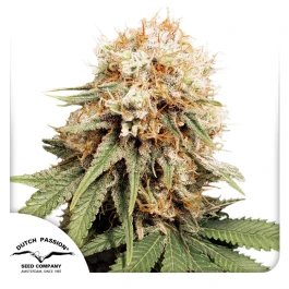 DP3202 - DUTCH PASSION - WHITE WIDOW FEM | 10 SEMILLAS