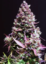 SWCRA3 - SWEET SEEDS - CREMA CARAMELO AUTO® (SWS22) | 3+1 SEMILLAS