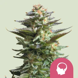 RQSFEM05006 - ROYAL QUEEN SEEDS - AMNESIA HAZE FEM | 5 SEMILLAS