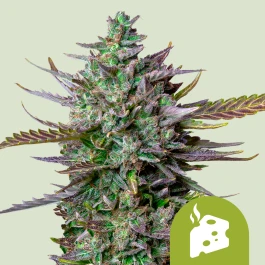 RQSAUT03019 - ROYAL QUEEN SEEDS - BLUE CHEESE AUTO FEM | 3 SEMILLAS