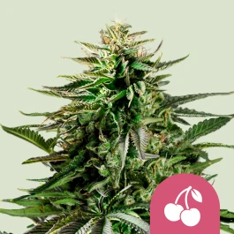 RQSFEM003075 - ROYAL QUEEN SEEDS - CHERRY PIE FEM (USA PREMIUM) | 3 SEMILLAS