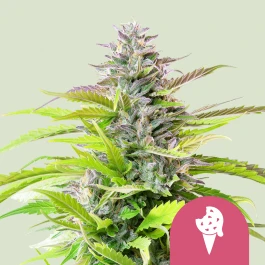 RQSFEM10049 - ROYAL QUEEN SEEDS - FEM ICE CREAM COOKIES (USA PREMIUM) | 10 SEMILLAS