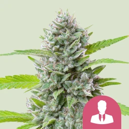 RQSFEM03051 - ROYAL QUEEN SEEDS - EL PATRON FEM | 3 SEMILLAS