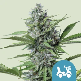 RQSCBD05009 - ROYAL QUEEN SEEDS - FAST EDDY AUTOMATIC CBD FEM | 5 SEMILLAS