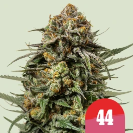 RQSFEM003084 - ROYAL QUEEN SEEDS - ICE CREAM 44 FEM (TYSON SEEDS) | 3 SEMILLAS