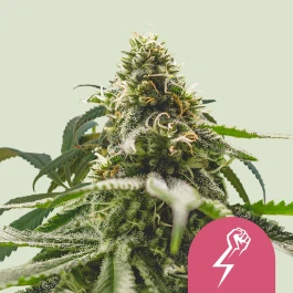 RQSFEM05043 - ROYAL QUEEN SEEDS - GREEN CRACK PUNCH FEM (USA PREMIUM) | 5 SEMILLAS