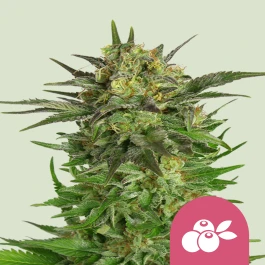 RQSFEM10020 - ROYAL QUEEN SEEDS - HAZE BERRY FEM | 10 SEMILLAS
