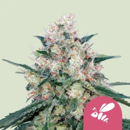 RQSFEM03022 - ROYAL QUEEN SEEDS - HONEY CREAM (FLORACIÓN RÁPIDA) FEM | 3 SEMILLAS