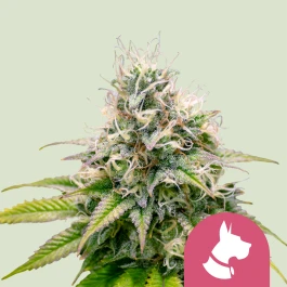 RQSFEM05019 - ROYAL QUEEN SEEDS - KALI DOG FEM | 5 SEMILLAS
