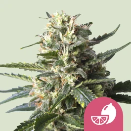 RQSFEM03032 - ROYAL QUEEN SEEDS - LEMON SHINING SILVER HAZE | 3 SEMILLAS