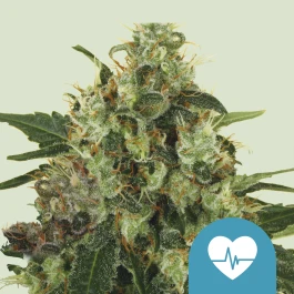 RQSCBD05005 - ROYAL QUEEN SEEDS - MEDICAL MASS CBD FEM | 5 SEMILLAS