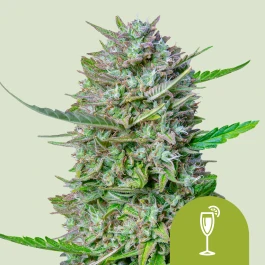 RQSAUT10031 - ROYAL QUEEN SEEDS - MIMOSA AUTOMATIC FEM (USA PREMIUM) | 10 SEMILLAS