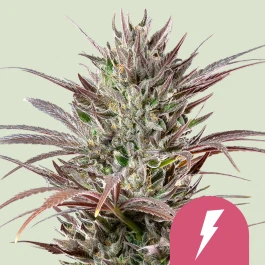 RQSFEM05045 - ROYAL QUEEN SEEDS - NORTH THUNDERFUCK FEM (USA PREMIUM) | 5 SEMILLAS