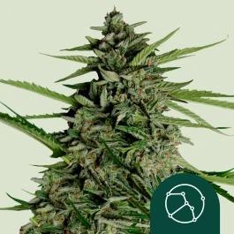 RQSF1AUT001069 - ROYAL QUEEN SEEDS - ORION F1 AUTOFLORECIENTE | 1 SEMILLA