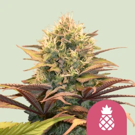 RQSFEM03025 - ROYAL QUEEN SEEDS - PINEAPPLE KUSH FEM | 3 SEMILLAS