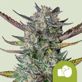 RQSAUT05032 - ROYAL QUEEN SEEDS - PURPLE PUNCH AUTOMATIC FEM (USA PREMIUM) | 5 SEMILLAS