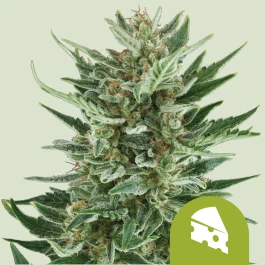 RQSAUT03013 - ROYAL QUEEN SEEDS - ROYAL CHEESE AUTOMATIC FEM | 3 SEMILLAS
