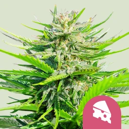 RQSFEM01015 - ROYAL QUEEN SEEDS - ROYAL CHEESE FAST FLOWERING FEM | 1 SEMILLA