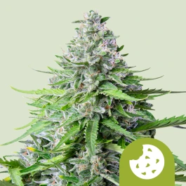 RQSAUT05020 - ROYAL QUEEN SEEDS - ROYAL COOKIES AUTOMATIC FEM | 5 SEMILLAS